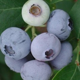 Vivaio di piante di bacche