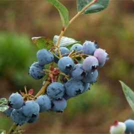 Vivaio di piante di bacche