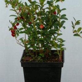 Vivaio di piante di bacche