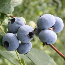 Vivaio di piante di bacche
