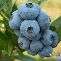 Vivaio di piante di bacche