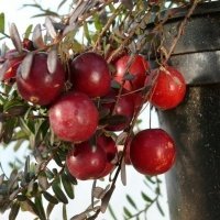 Vivaio di piante di bacche