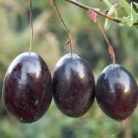 Vivaio di piante di bacche