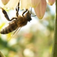 Vivaio di piante di bacche