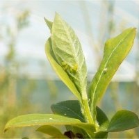 Vivaio di piante di bacche