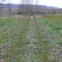 Vivaio di piante di bacche