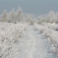Vivaio di piante di bacche