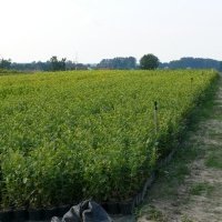 Vivaio di piante di bacche